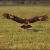 Aquila pomarina - foto Ervin Hrtan